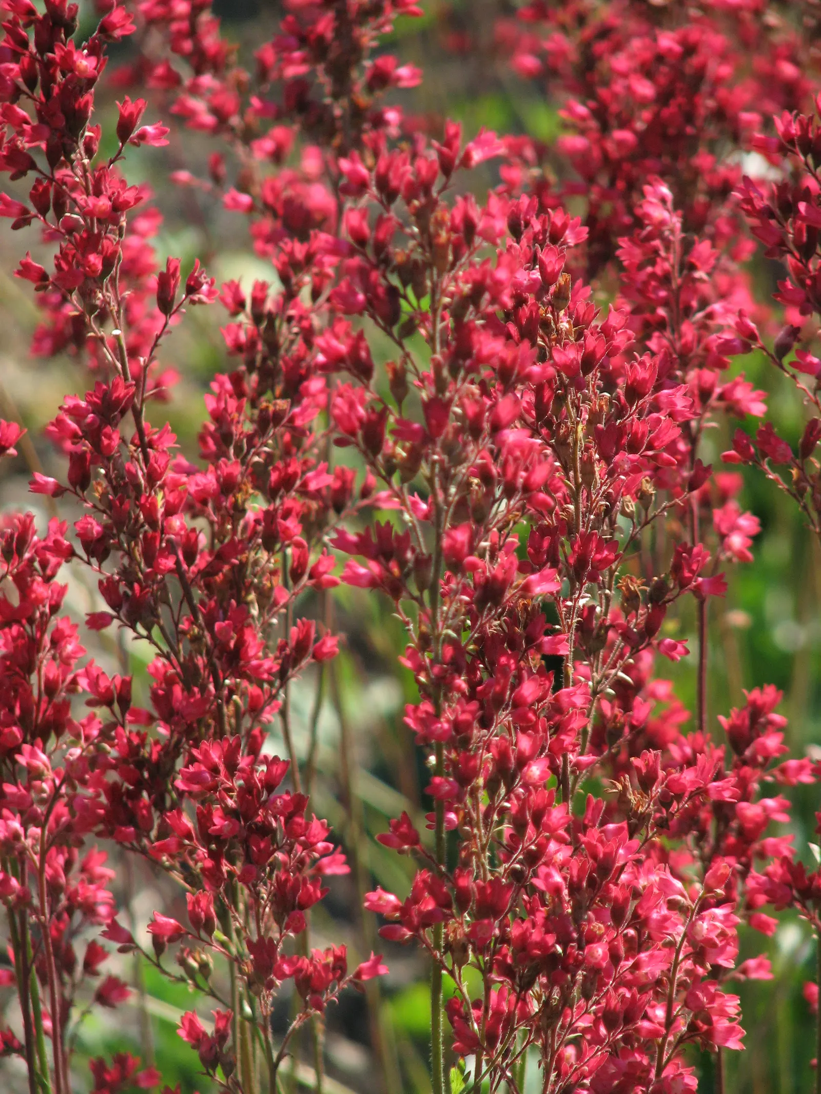 South Western Coral Bells (Heuchera Sanguinea) — typically reaching heights of 12 to 18 inches and spreading an equal 12 to 18 inches wide
