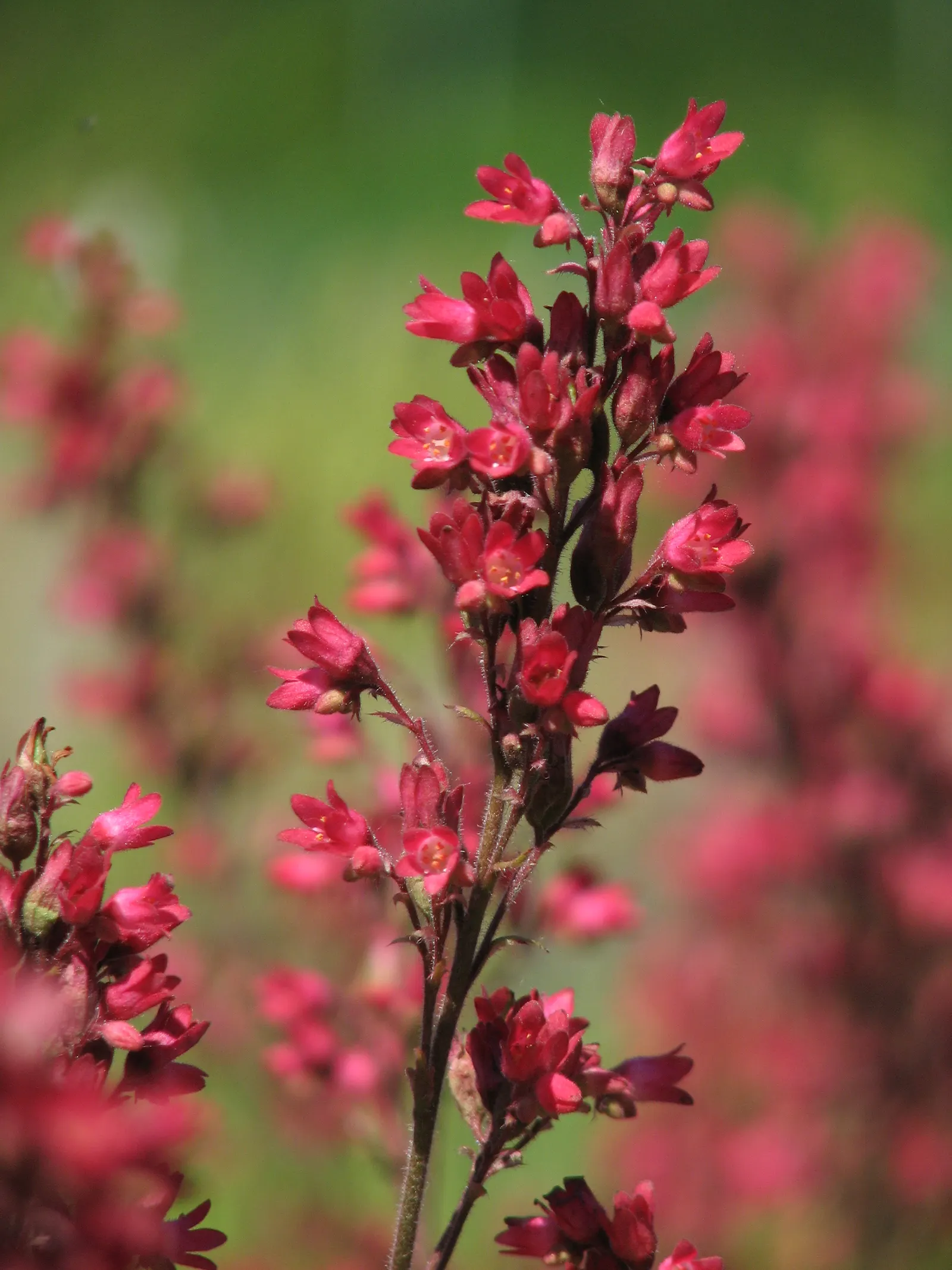 South Western Coral Bells (Heuchera Sanguinea) — South Western Coral Bells will undoubtedly be an asset to your design and a delight to your client