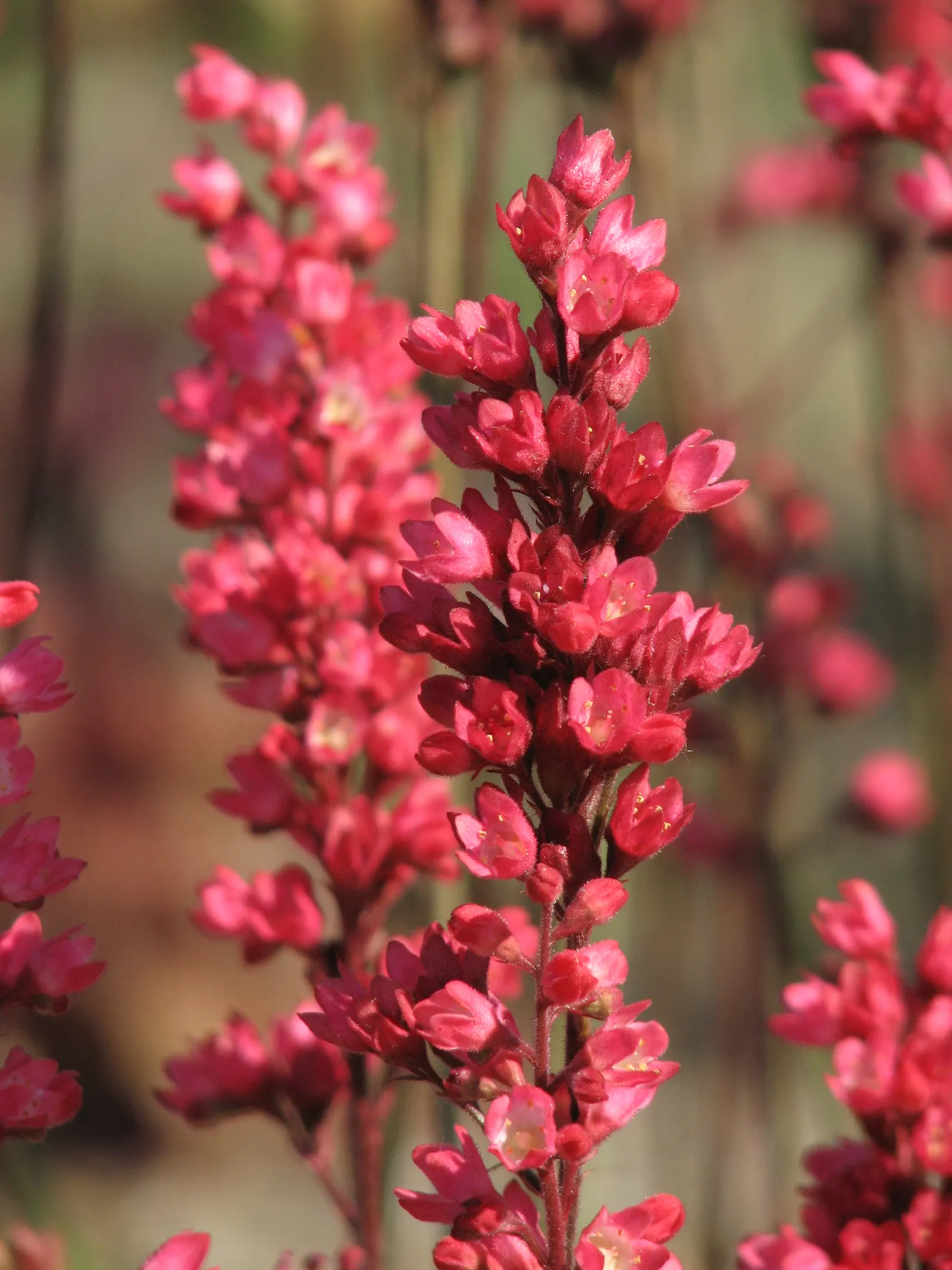 South Western Coral Bells (Heuchera Sanguinea) — providing visual interest throughout the growing season.<br><br>From late spring to early summer