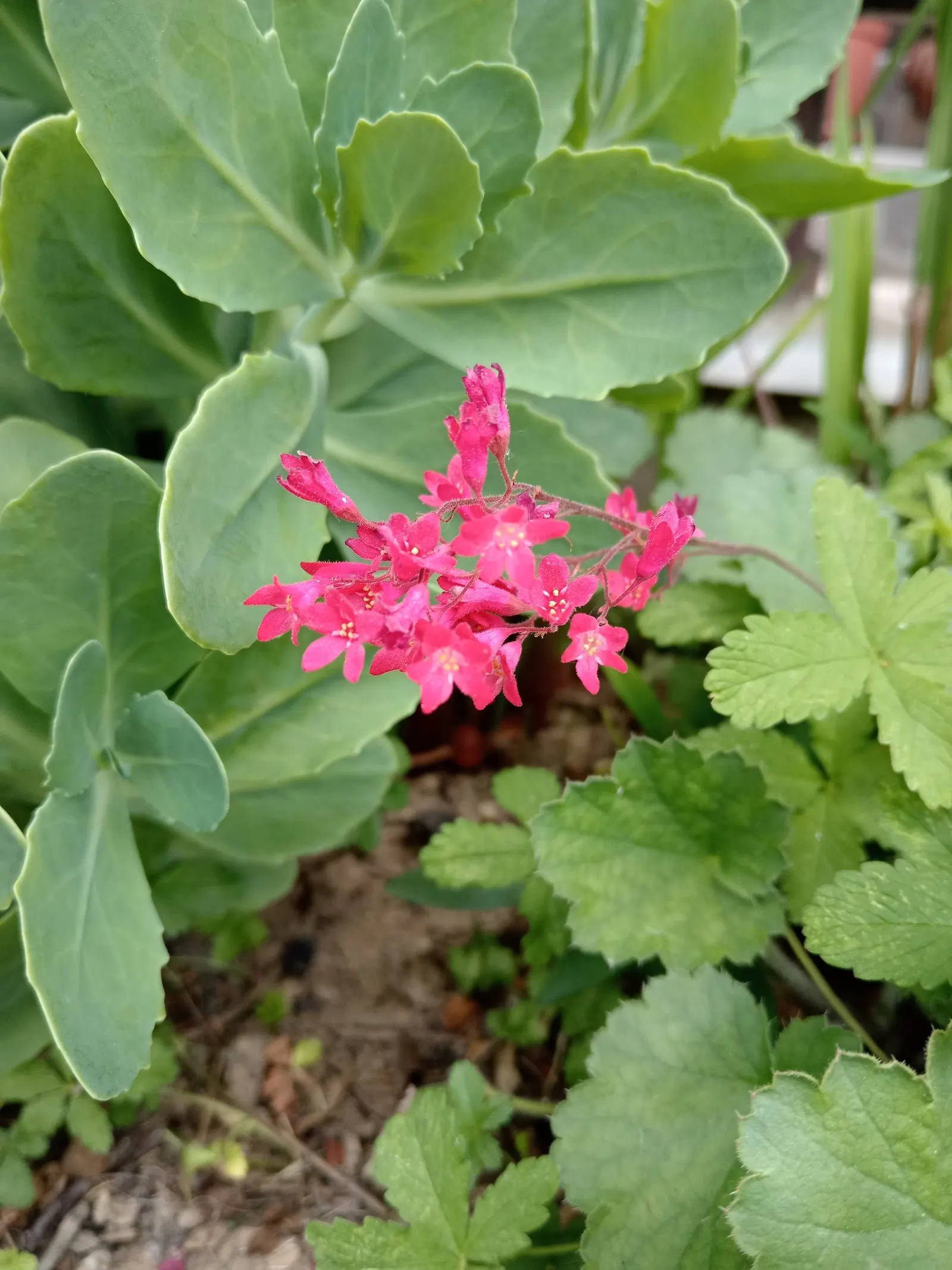 South Western Coral Bells (Heuchera Sanguinea) — offering a splash of color from late spring to early summer