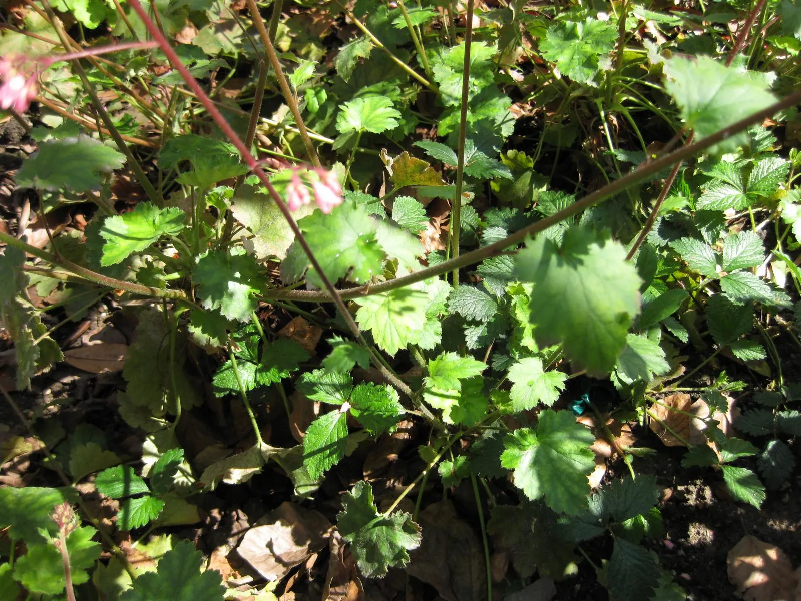 South Western Coral Bells (Heuchera Sanguinea) — slender stems rise above the foliage, image 41