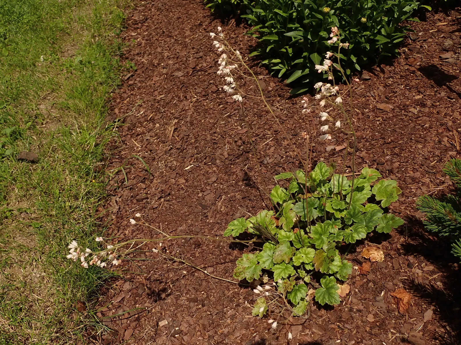 South Western Coral Bells (Heuchera Sanguinea) — or Southwestern Coral Bells; preferring partial shade and well-drained soil, they excel in zones 4-8