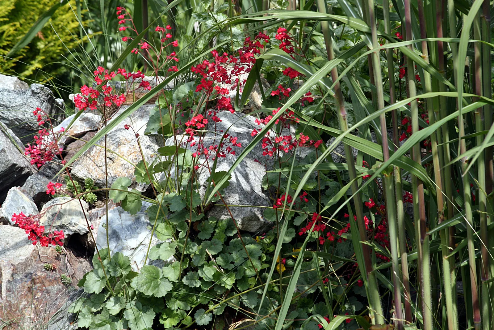 South Western Coral Bells (Heuchera Sanguinea) — note that their compact size makes them an excellent choice for border fronts