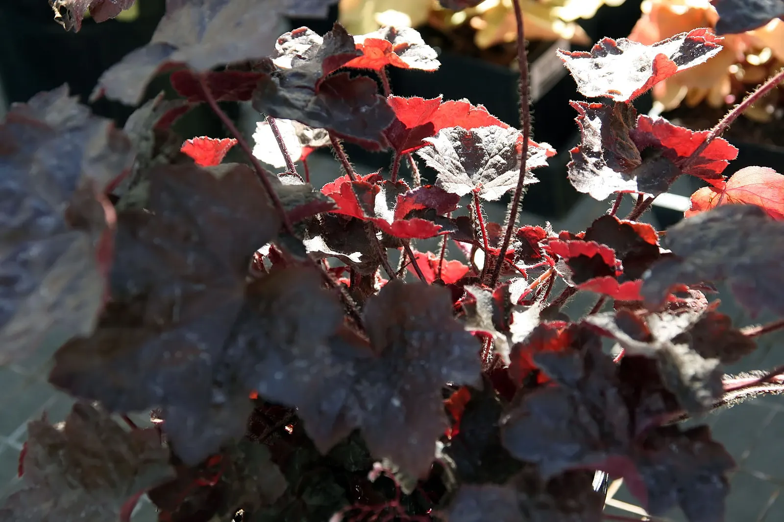 South Western Coral Bells (Heuchera Sanguinea) — South Western Coral Bells will undoubtedly be an asset to your design and a delight to your client; they form