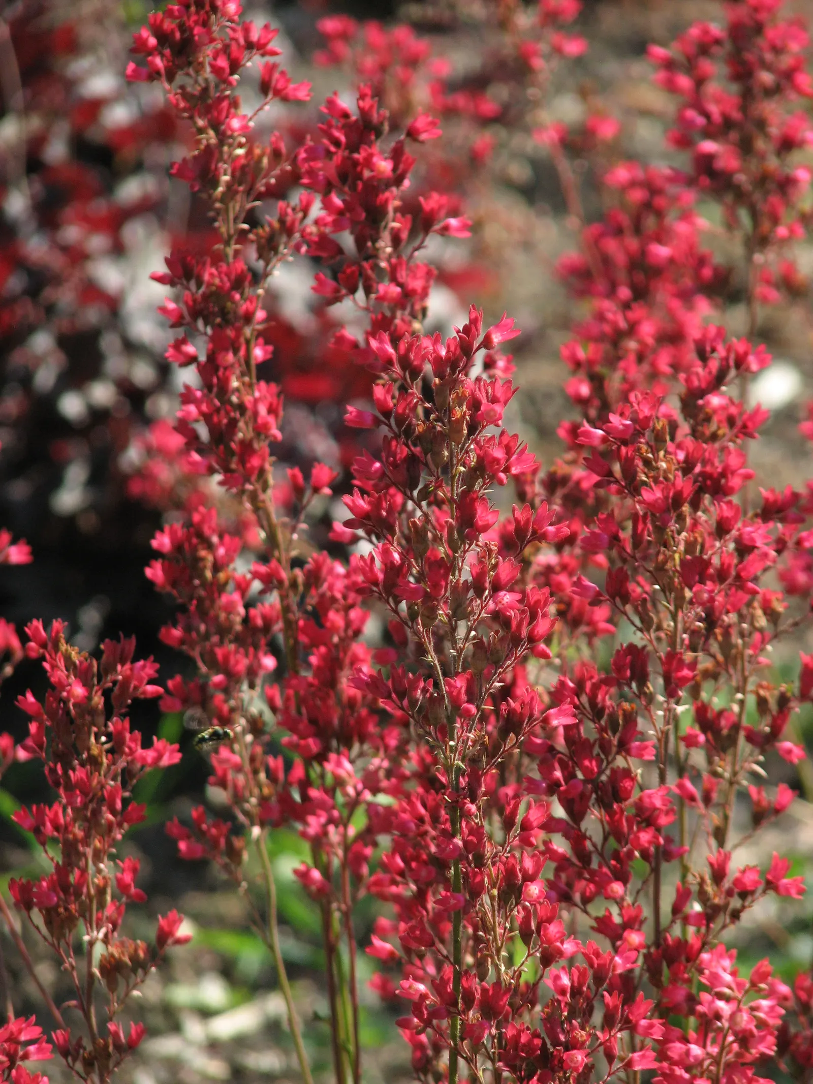 South Western Coral Bells (Heuchera Sanguinea) — or Southwestern Coral Bells