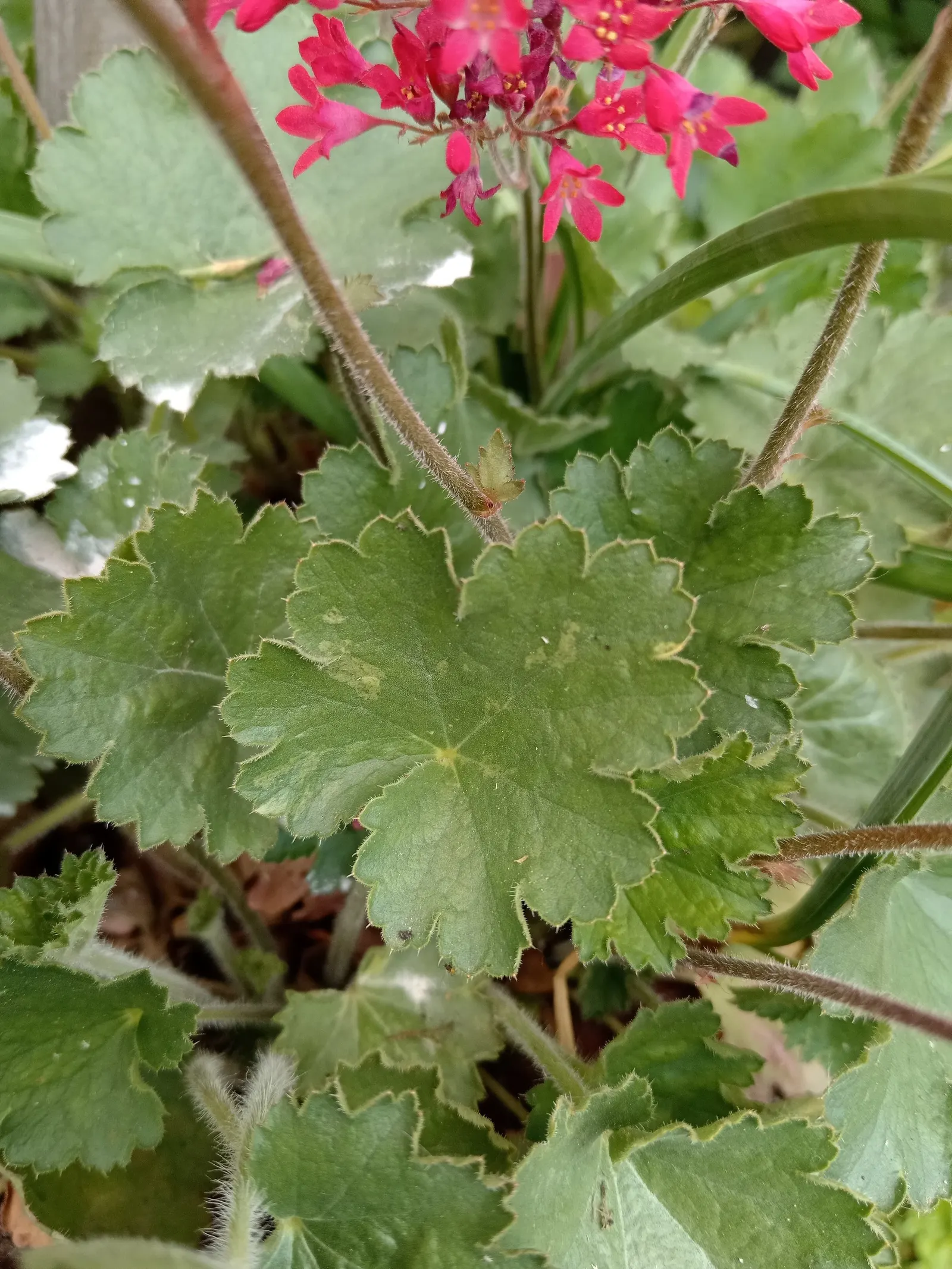 South Western Coral Bells (Heuchera Sanguinea) — and as an understory plant in woodland settings; these blossoms attract hummingbirds and beneficial pollinators