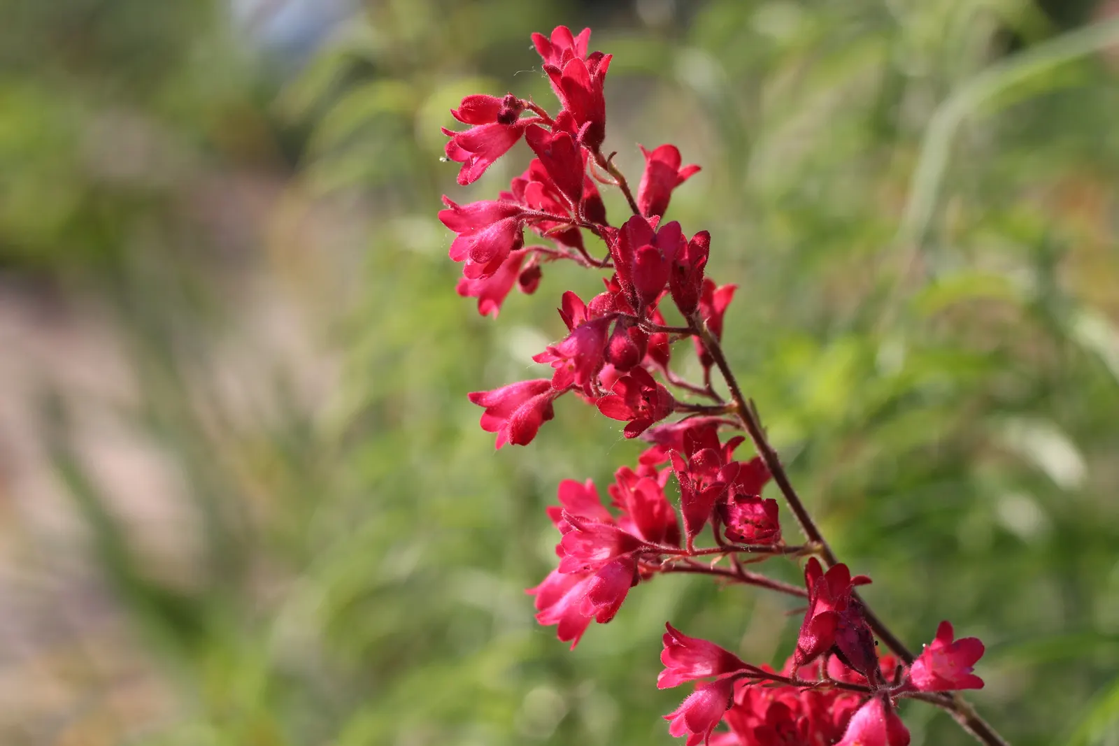 South Western Coral Bells (Heuchera Sanguinea) — offering a splash of color from late spring to early summer; green to burgundy leaves that may feature
