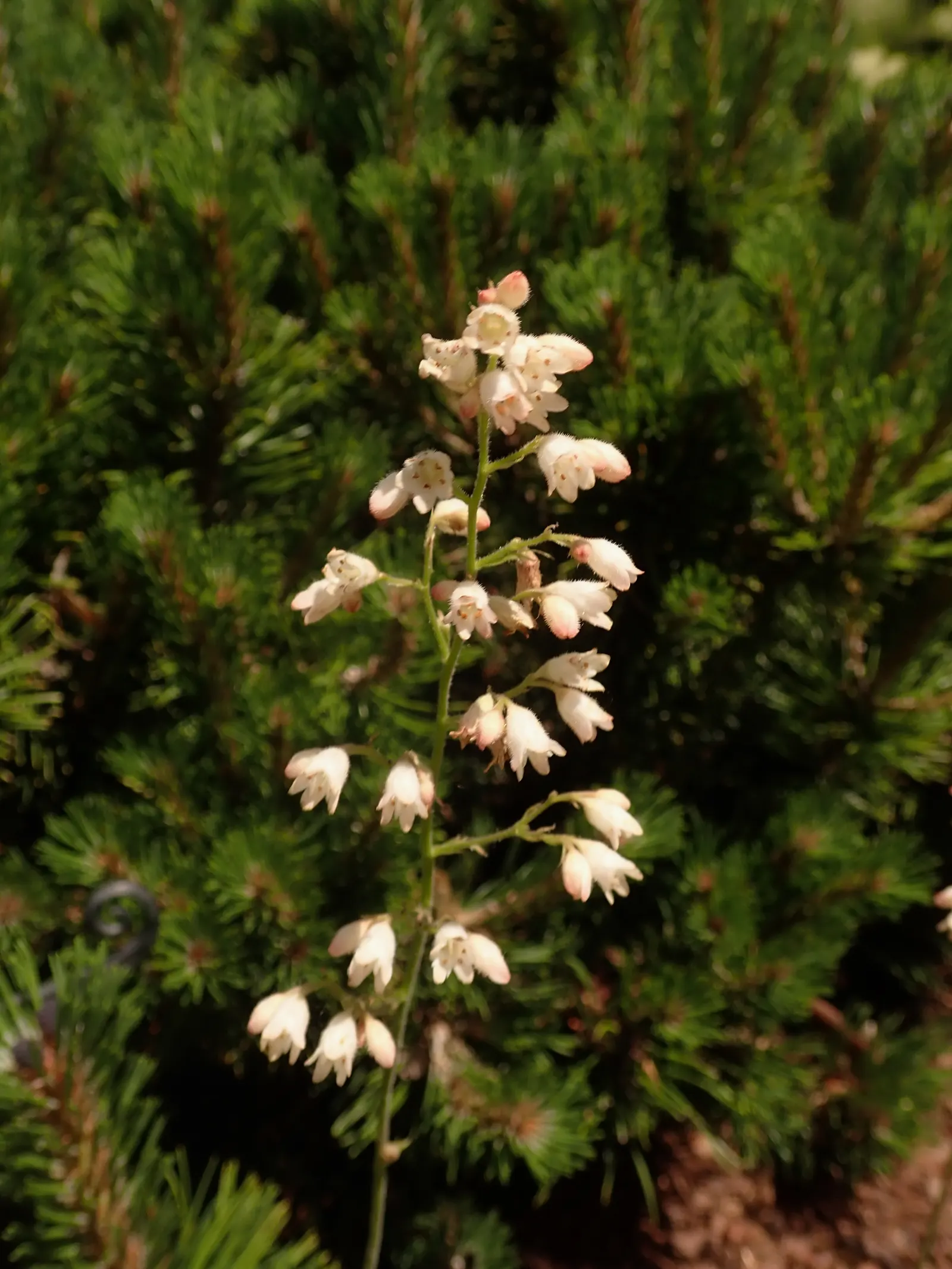South Western Coral Bells (Heuchera Sanguinea) — With low-upkeep and striking seasonal variation