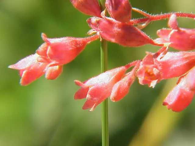 South Western Coral Bells (Heuchera Sanguinea) — Preferring partial shade and well-drained soil, they excel in zones 4-8; pink and red flowers in the garden