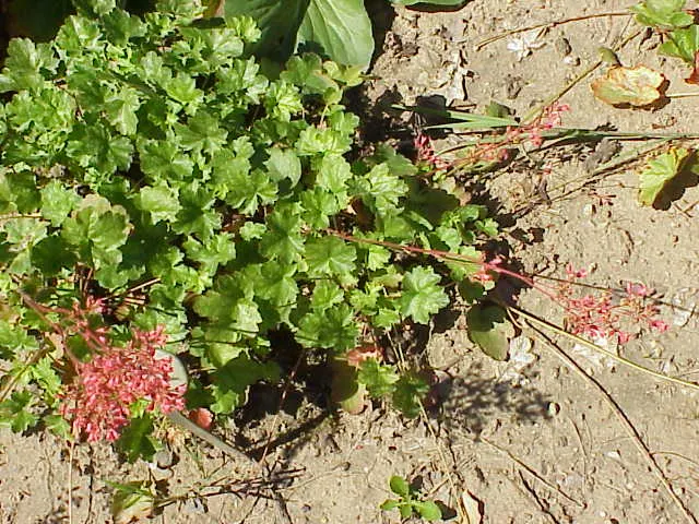 South Western Coral Bells (Heuchera Sanguinea) — These blossoms attract hummingbirds and beneficial pollinators; or Southwestern Coral Bells