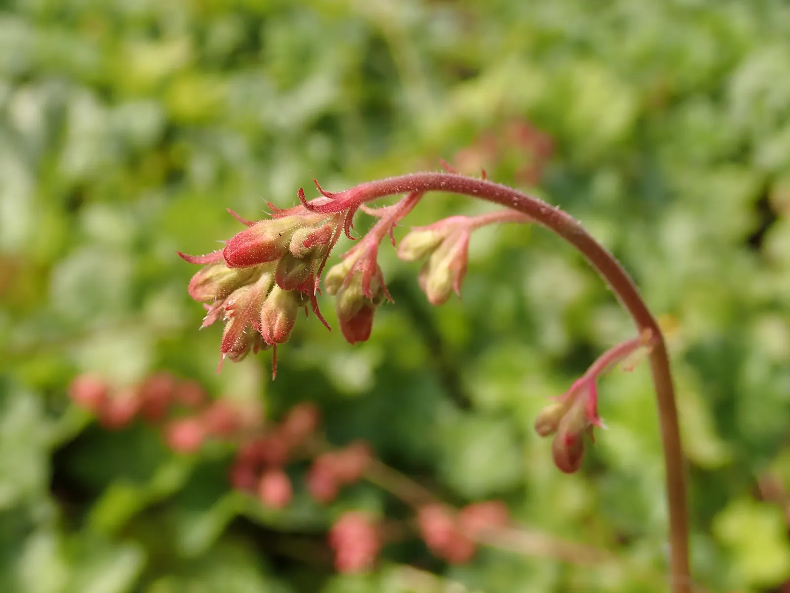 South Western Coral Bells (Heuchera Sanguinea) — Their vibrant flowers charm hummingbirds and are ideal for border fronts