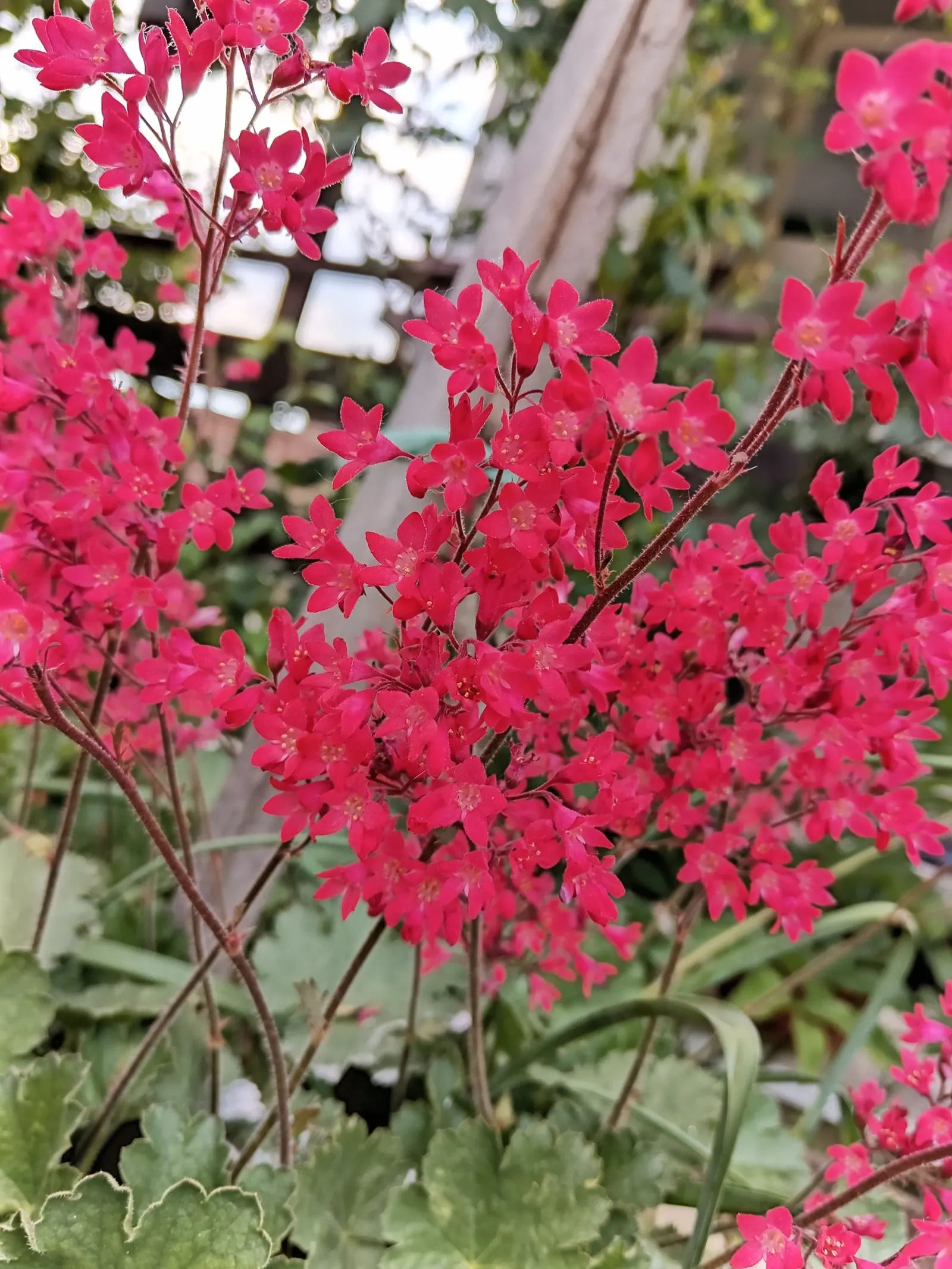 South Western Coral Bells (Heuchera Sanguinea) — Heuchera sanguinea thrives in full sun to partial shade exposure