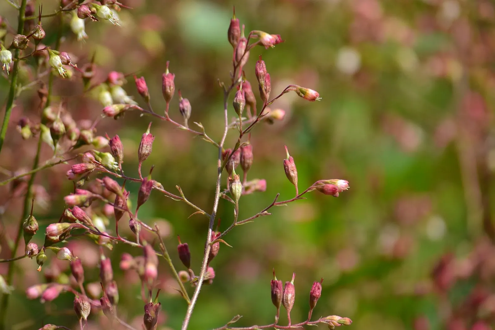 South Western Coral Bells (Heuchera Sanguinea) — ground cover / perennial for half or shade