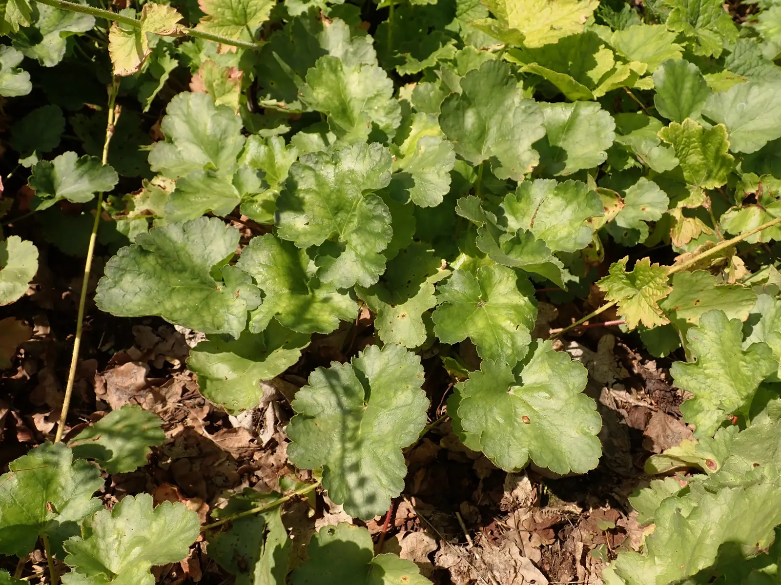 South Western Coral Bells (Heuchera Sanguinea) — providing visual interest throughout the growing season.<br><br>From late spring to early summer, image 40