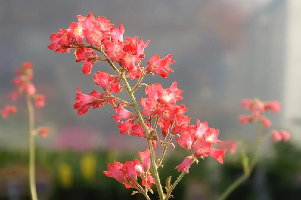 South Western Coral Bells (Heuchera Sanguinea) — For optimal display and health; red flowers rising up to 18 inches tall