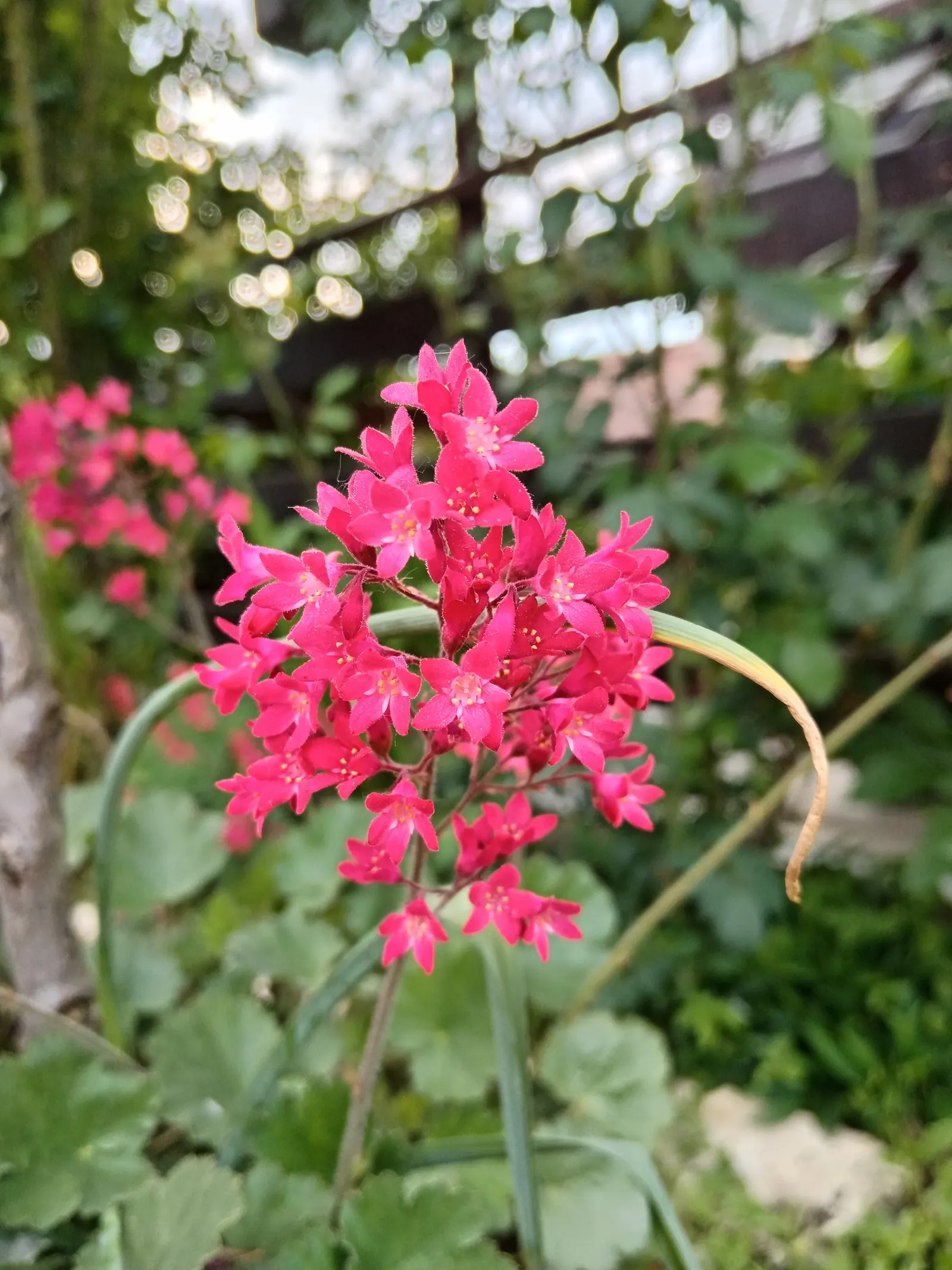 South Western Coral Bells (Heuchera Sanguinea) — requiring minimal watering; and as an understory plant in woodland settings