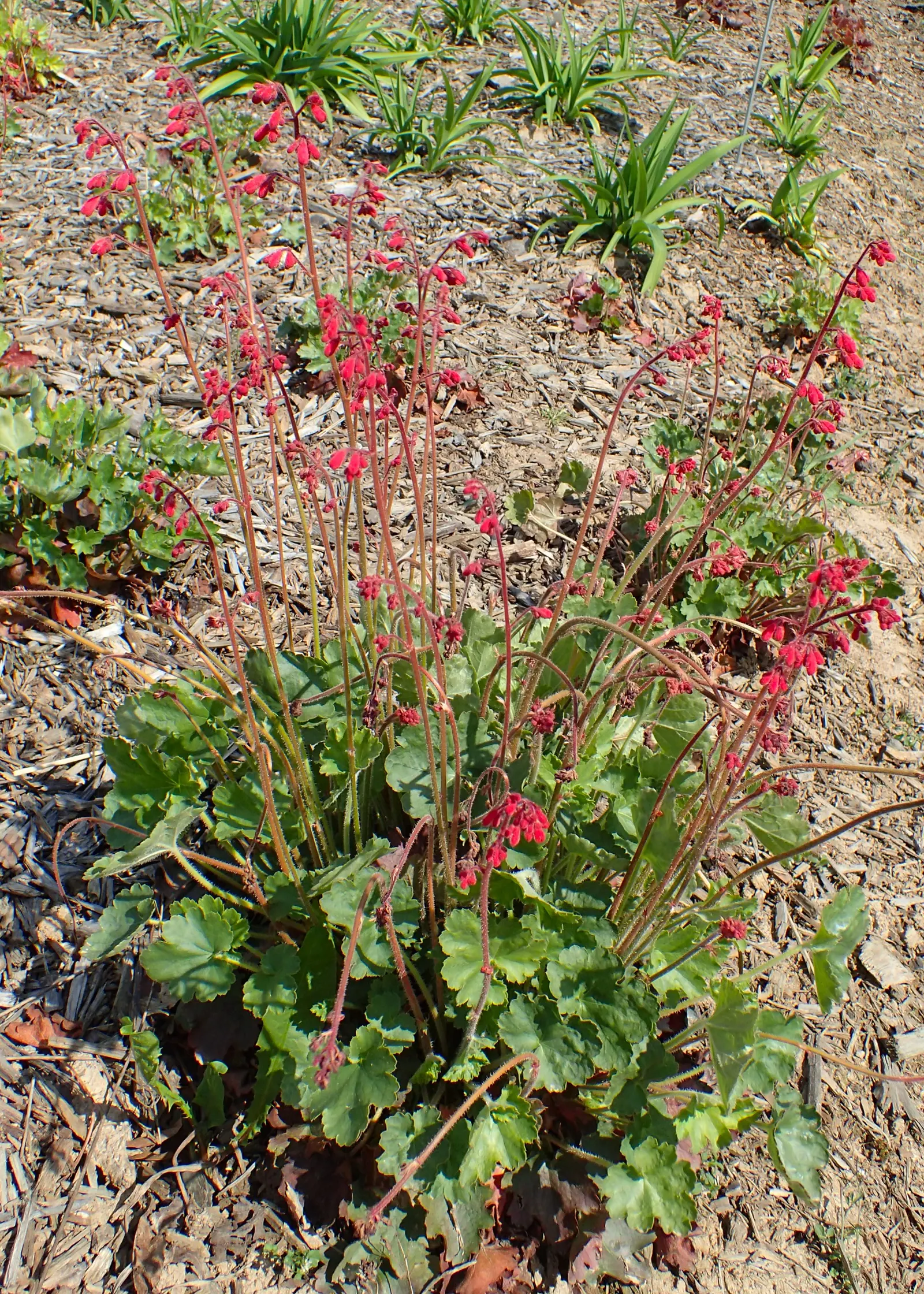 South Western Coral Bells (Heuchera Sanguinea) — requiring minimal watering