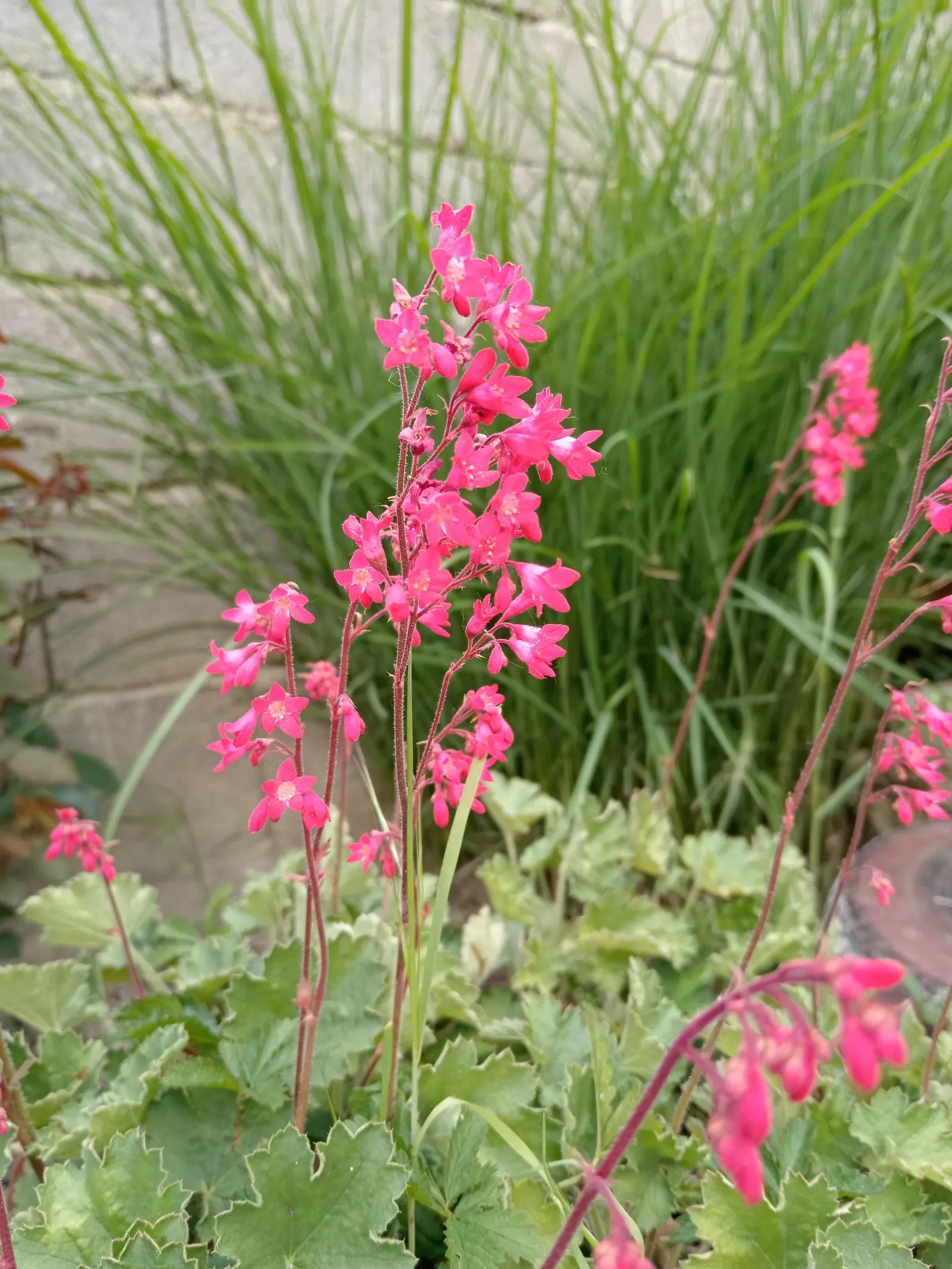 South Western Coral Bells (Heuchera Sanguinea) — It performs best in well-drained soil and tolerates drought to a degree once established; coral-pink to red