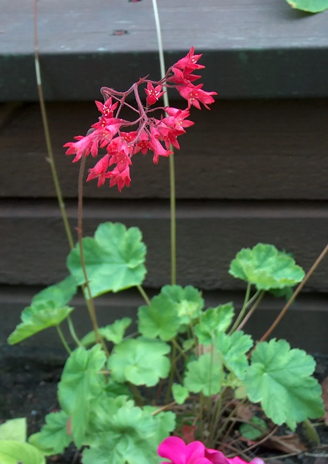 South Western Coral Bells (Heuchera Sanguinea) — green to burgundy leaves that may feature intricate veining or marbling