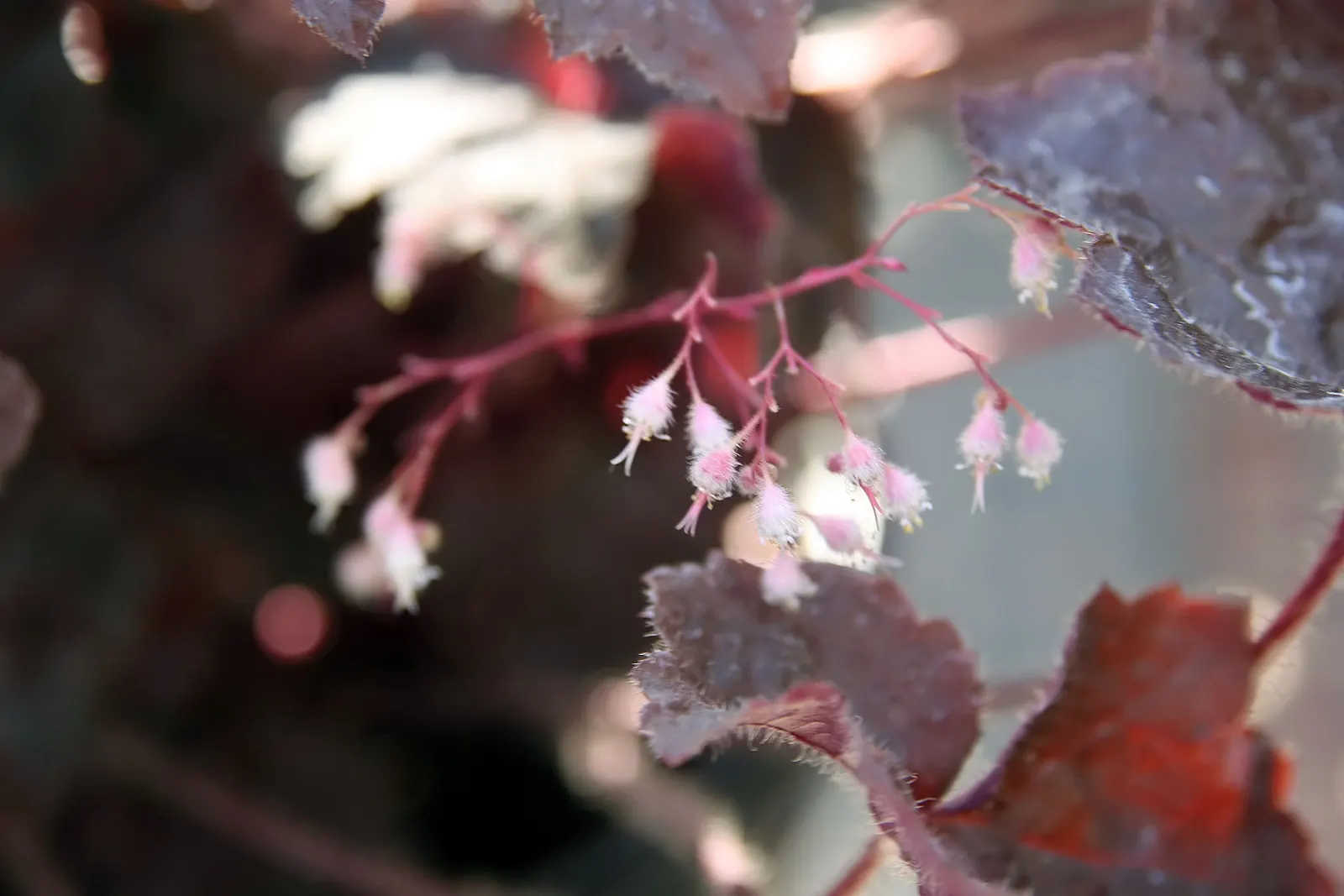 South Western Coral Bells (Heuchera Sanguinea) — This herbaceous perennial is especially treasured for its vibrant foliage and delicate bell-shaped, image 36