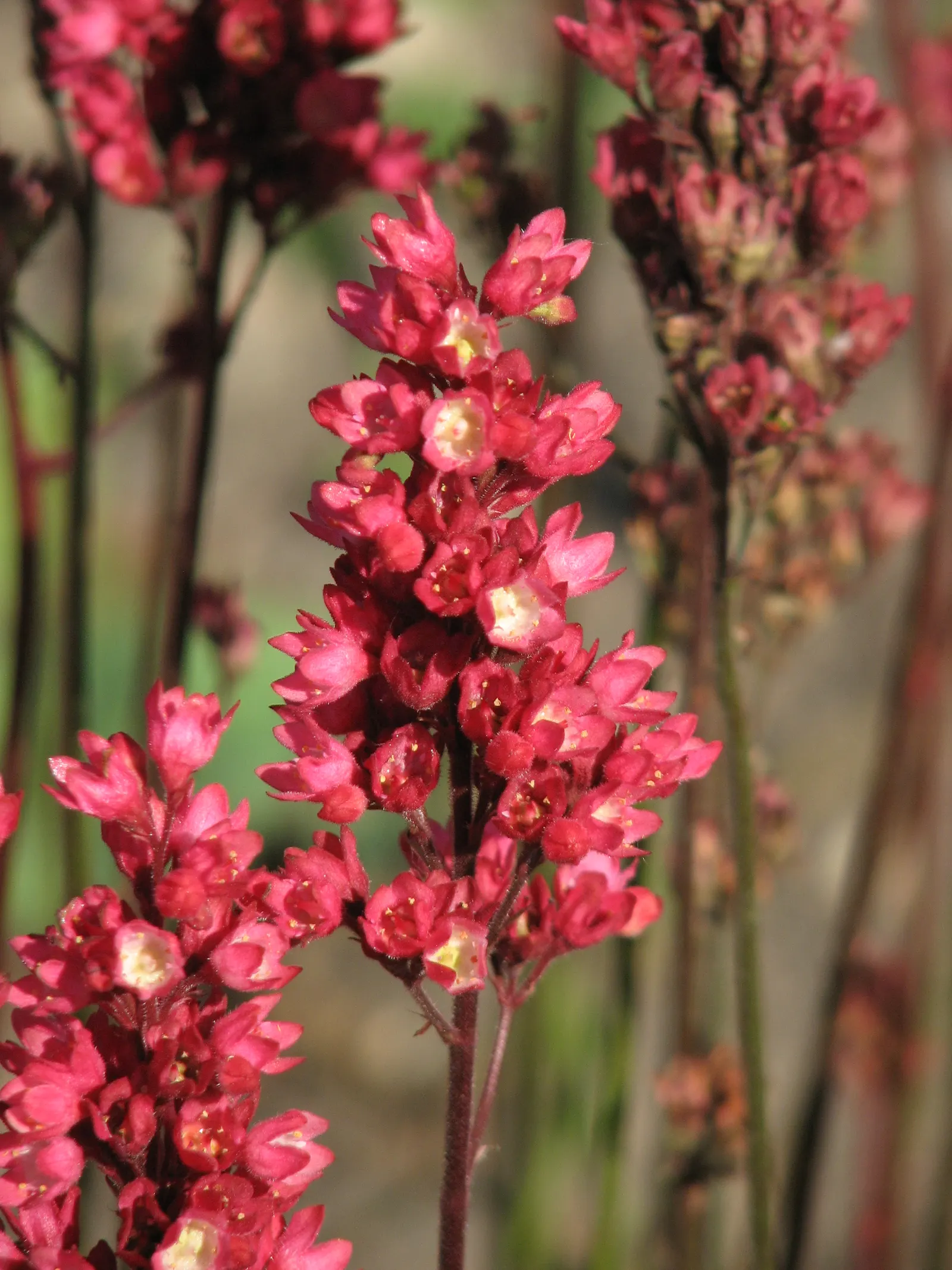South Western Coral Bells (Heuchera Sanguinea) — These blossoms attract hummingbirds and beneficial pollinators