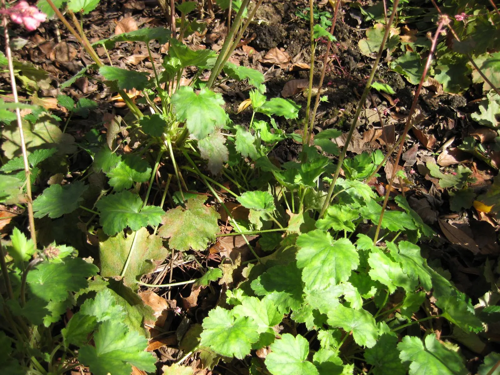 South Western Coral Bells (Heuchera Sanguinea) — Preferring partial shade and well-drained soil, they excel in zones 4-8