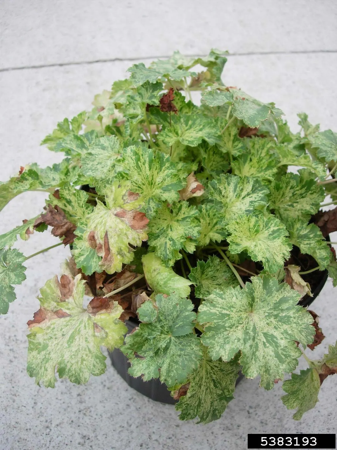 South Western Coral Bells (Heuchera Sanguinea) — typically reaching heights of 12 to 18 inches and spreading an equal 12 to 18 inches wide; providing visual