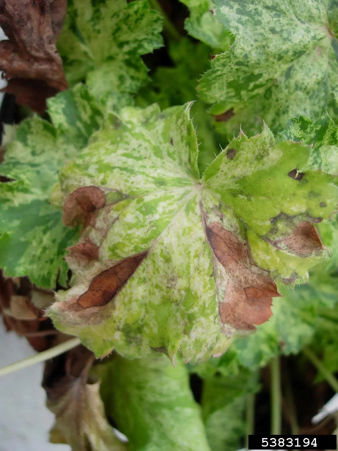 South Western Coral Bells (Heuchera Sanguinea) — With low-upkeep and striking seasonal variation, image 50