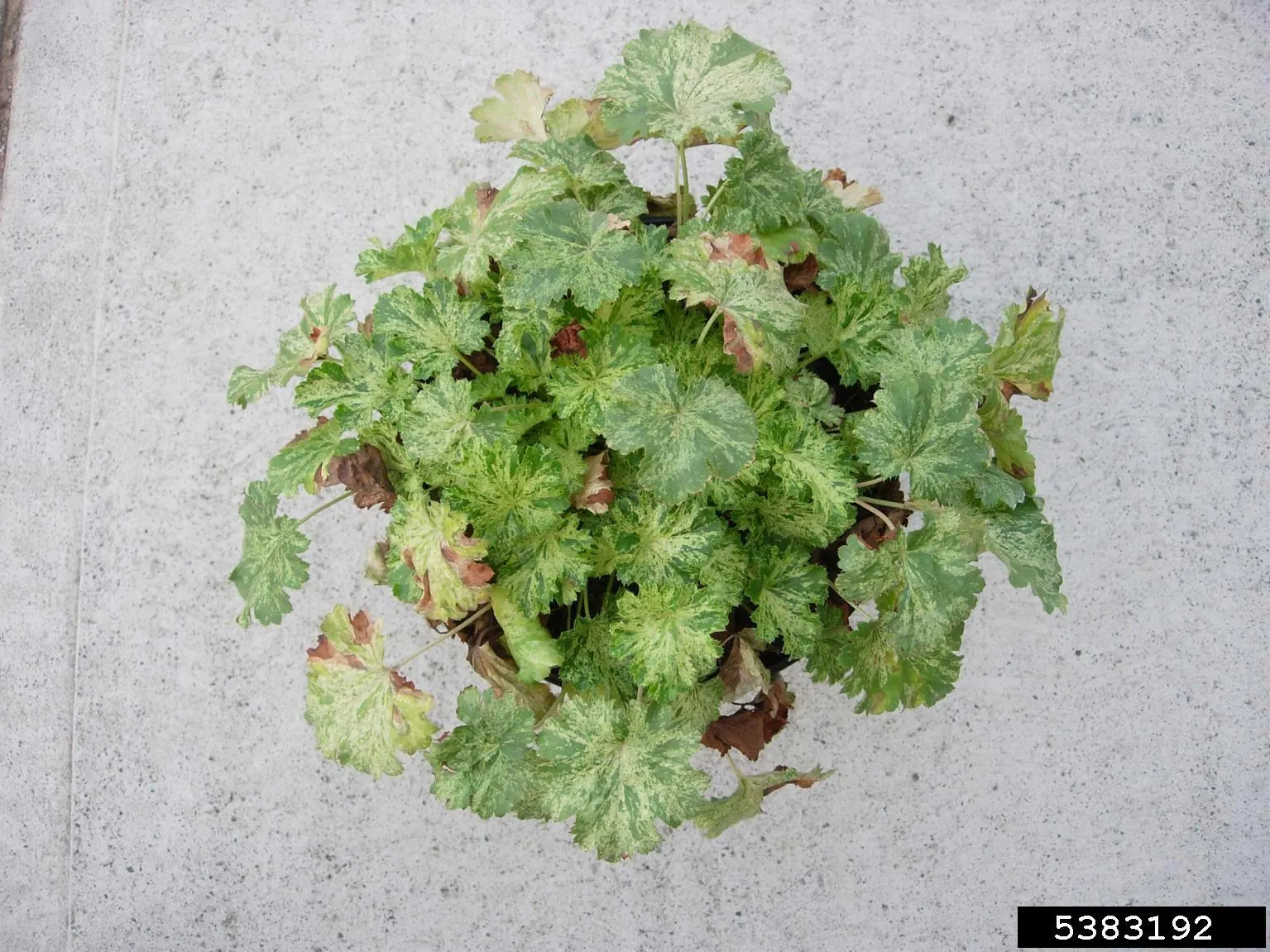 South Western Coral Bells (Heuchera Sanguinea) — green to burgundy leaves that may feature intricate veining or marbling; ground cover / perennial for half or