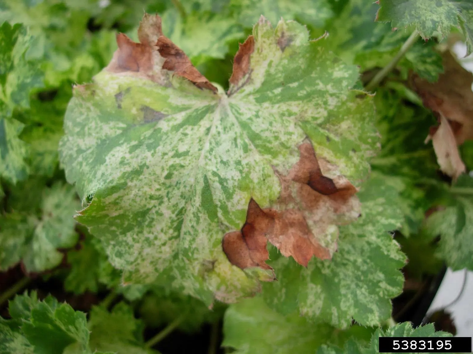 South Western Coral Bells (Heuchera Sanguinea) — note that their compact size makes them an excellent choice for border fronts; this herbaceous perennial is