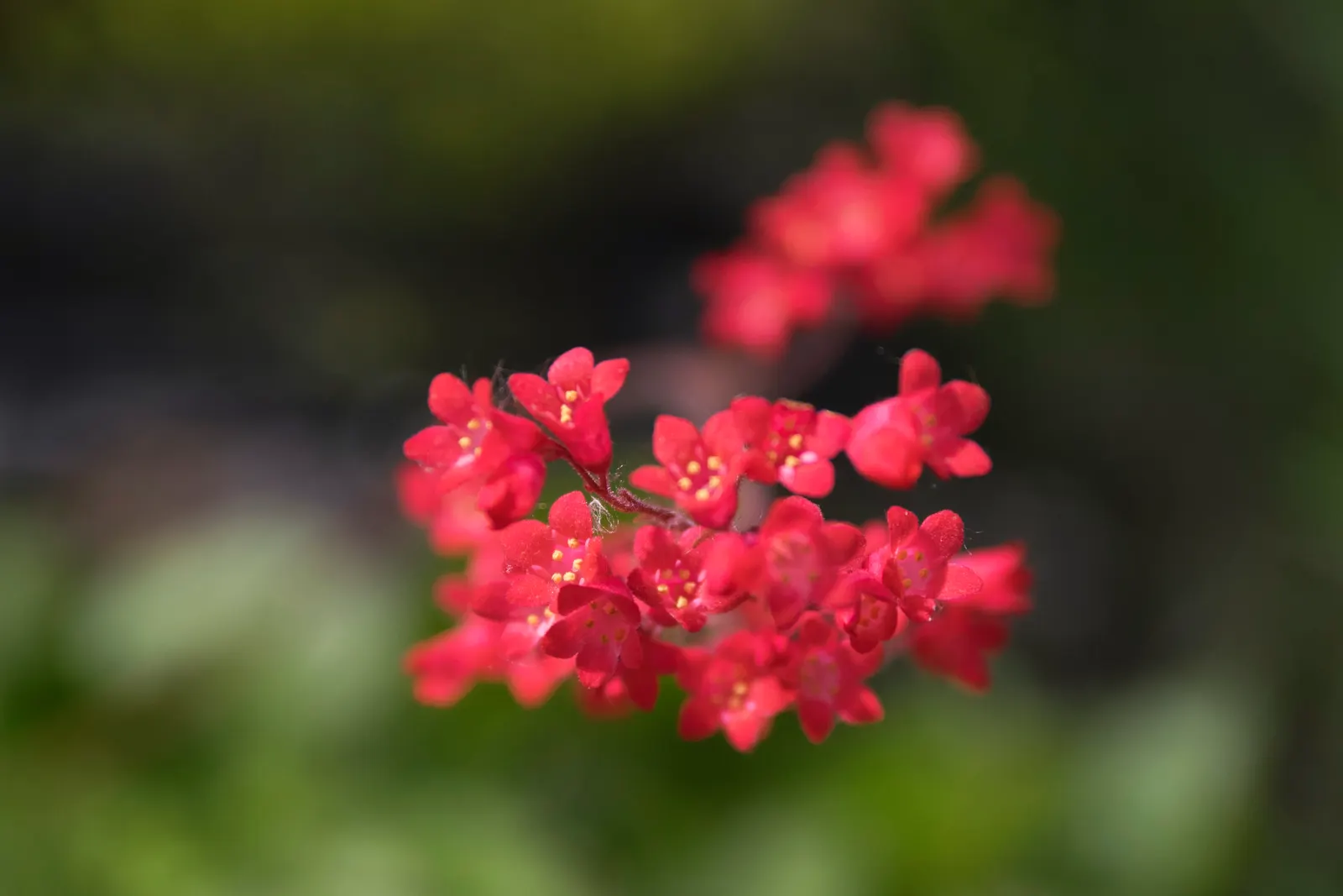 South Western Coral Bells (Heuchera Sanguinea) — offers an alluring splash of color and texture that enlivens the garden landscape