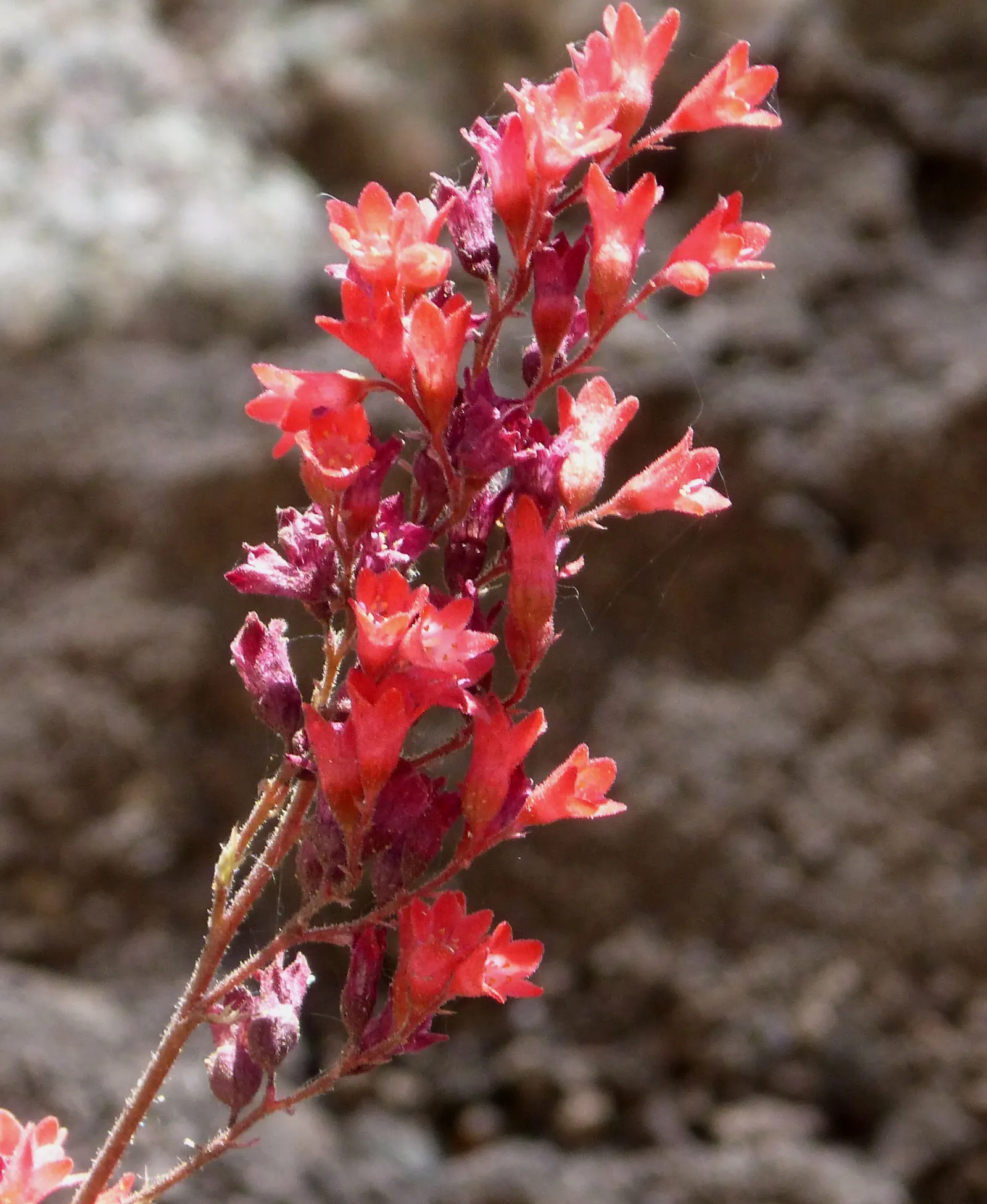 South Western Coral Bells (Heuchera Sanguinea) — scientifically named Heuchera sanguinea