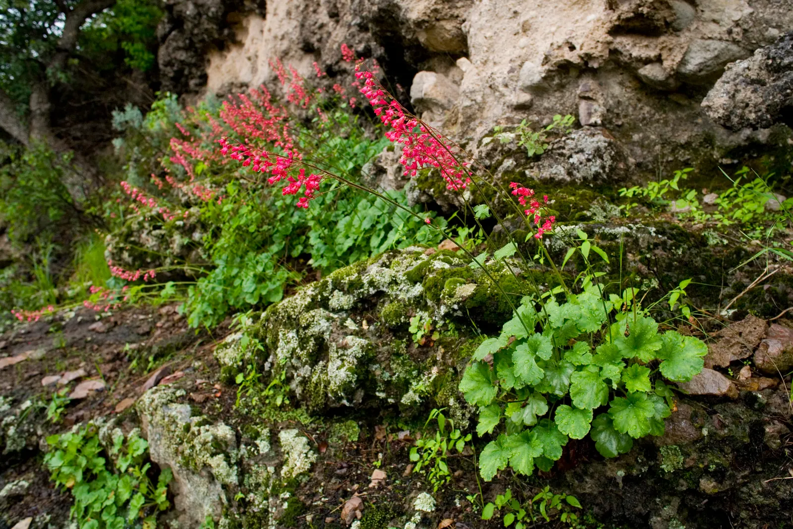 South Western Coral Bells (Heuchera Sanguinea) — scientifically named Heuchera sanguinea; requiring minimal watering