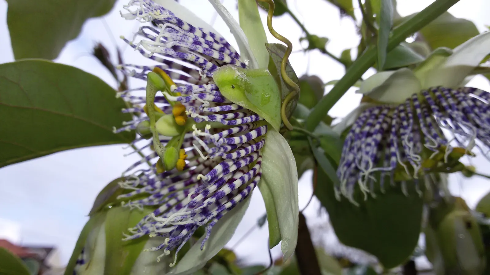 Passion Flower (Passiflora Membranacea) — is a captivating vine that introduces an exotic touch to any garden