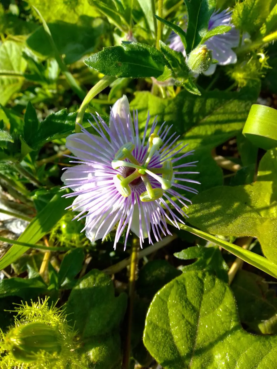 Passion Flower (Passiflora Membranacea) — this vigorous climber can quickly cover trellises; and attracts pollinators such as butterflies and, image 77