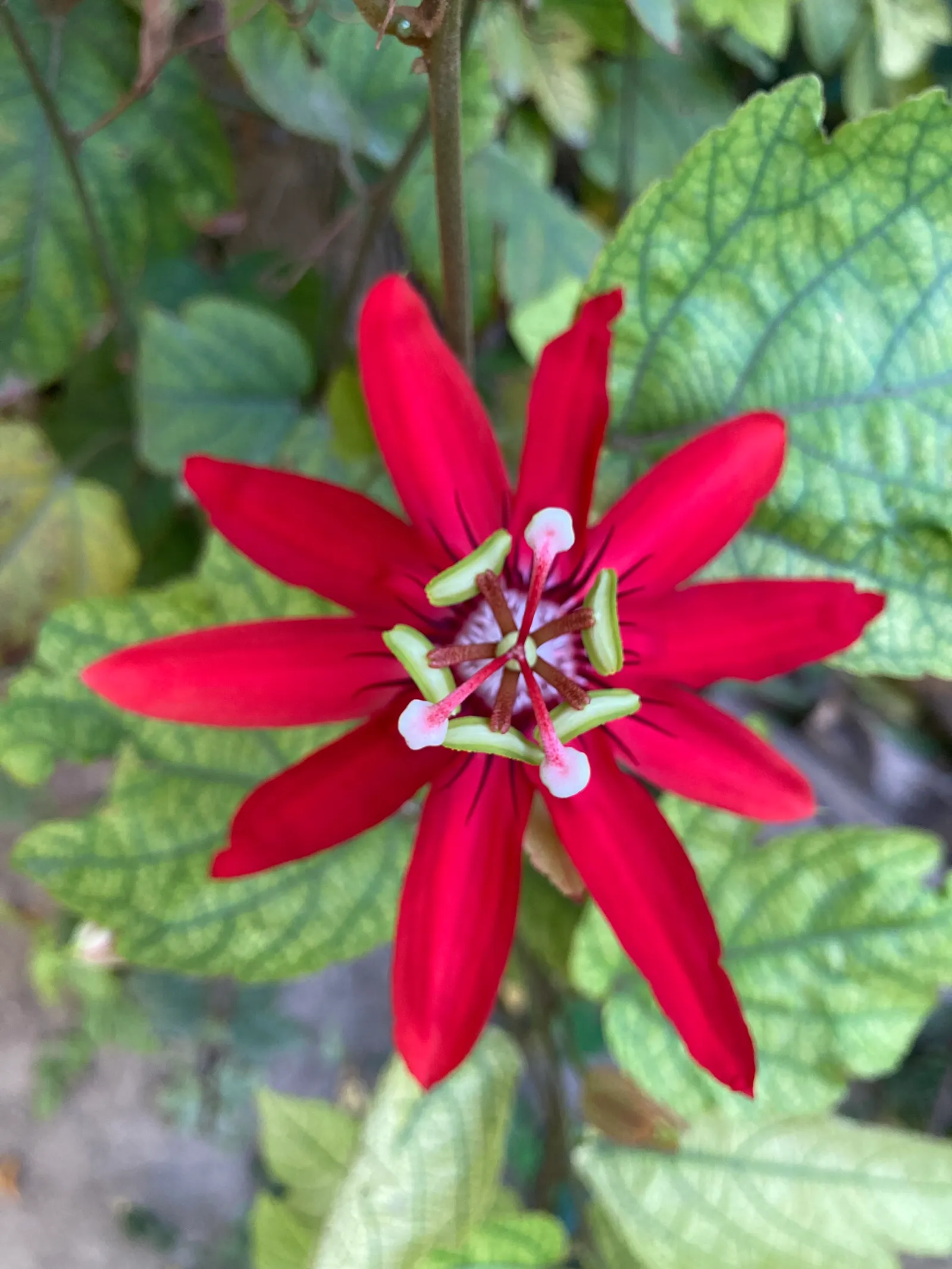 Passion Flower (Passiflora Membranacea) — featuring a distinctive crown of violet filaments atop 5 white petals