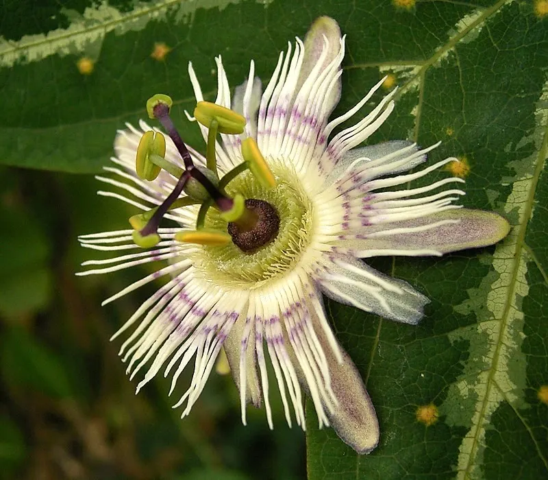 Passion Flower (Passiflora Membranacea) — achieving a spread of up to 6 feet wide and climbing to heights of 10-15 feet; native to Central and, image 49