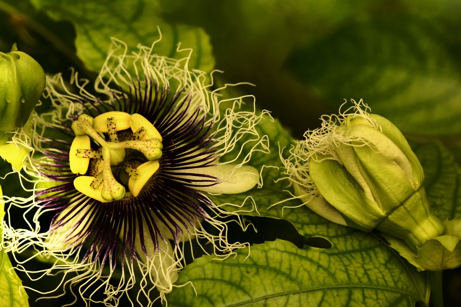 Passion Flower (Passiflora Membranacea) — is a lively climber with exquisitely complex flowers