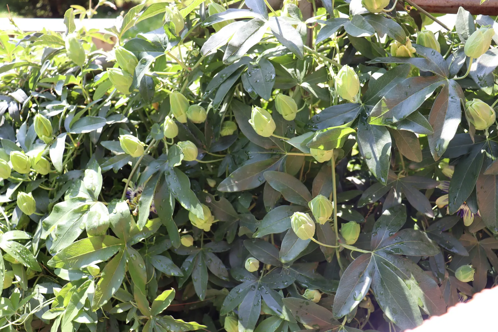 Passion Flower (Passiflora Membranacea) — usually about 3 to 4 inches in diameter
