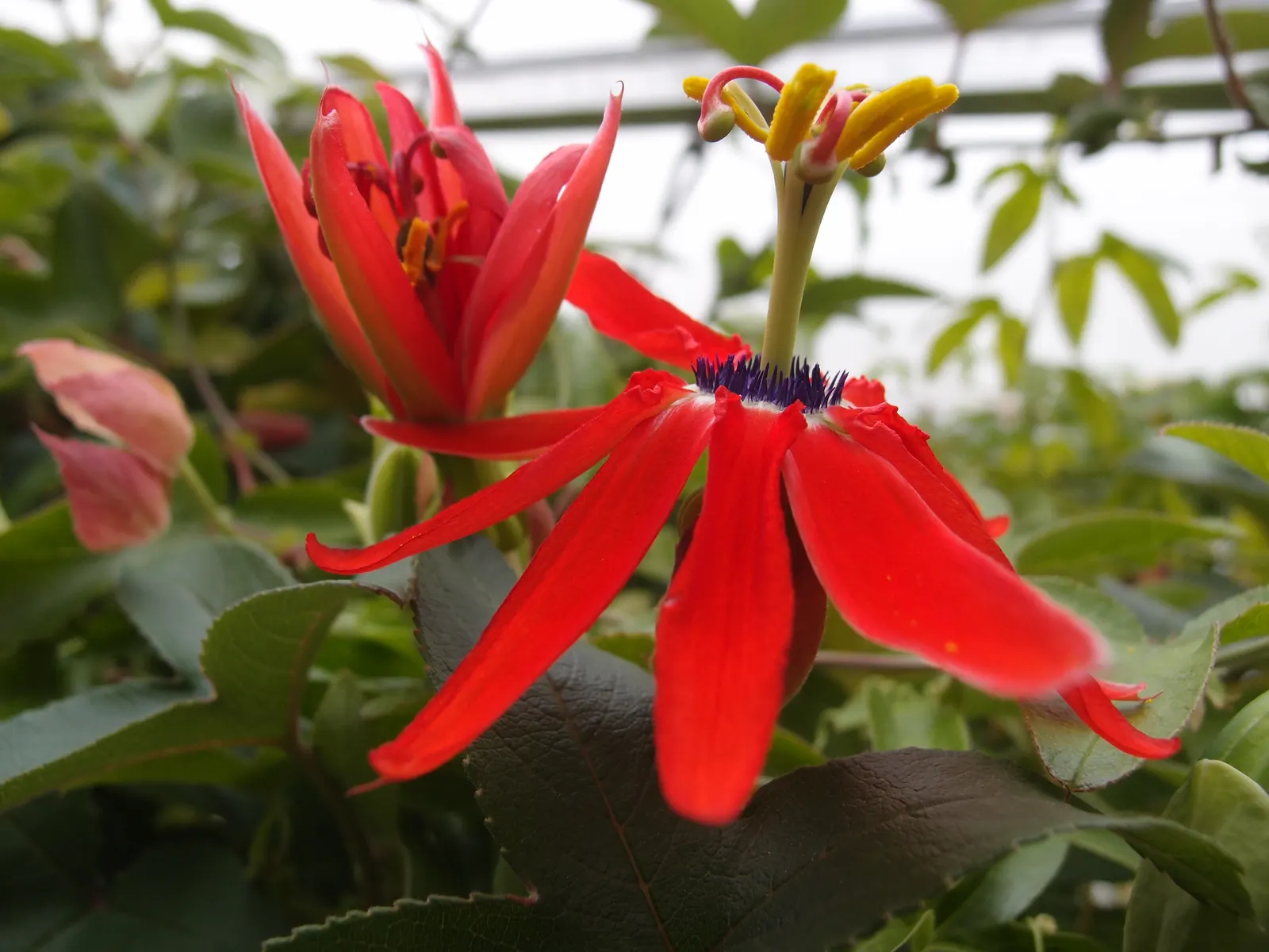 Passion Flower (Passiflora Membranacea) — usually about 3 to 4 inches in diameter; these blossoms typically appear from mid-summer through early autumn