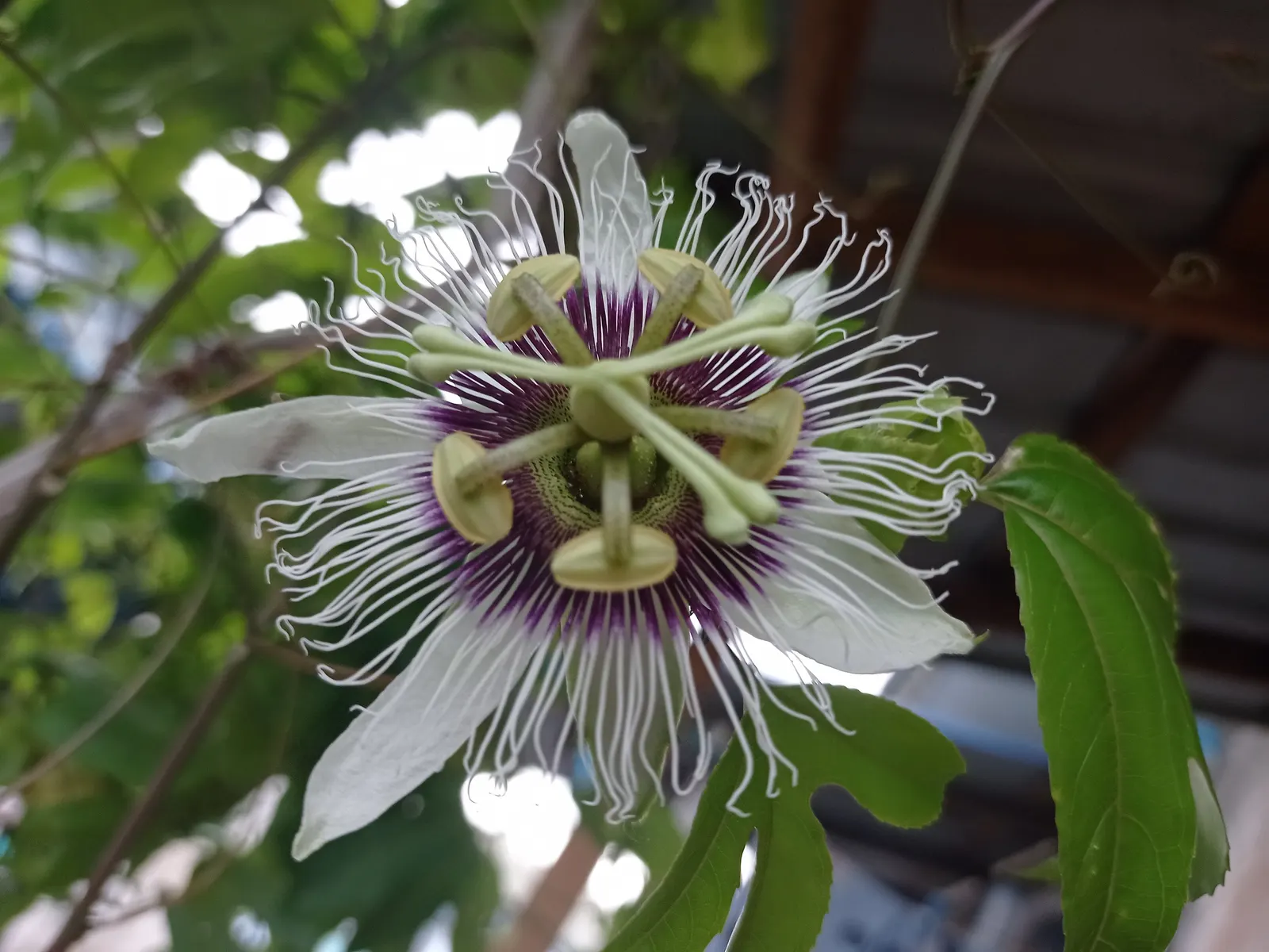 Passion Flower (Passiflora Membranacea) — the Passion Flower will be a spectacular and engaging centerpiece in any landscape design; green and, image 63