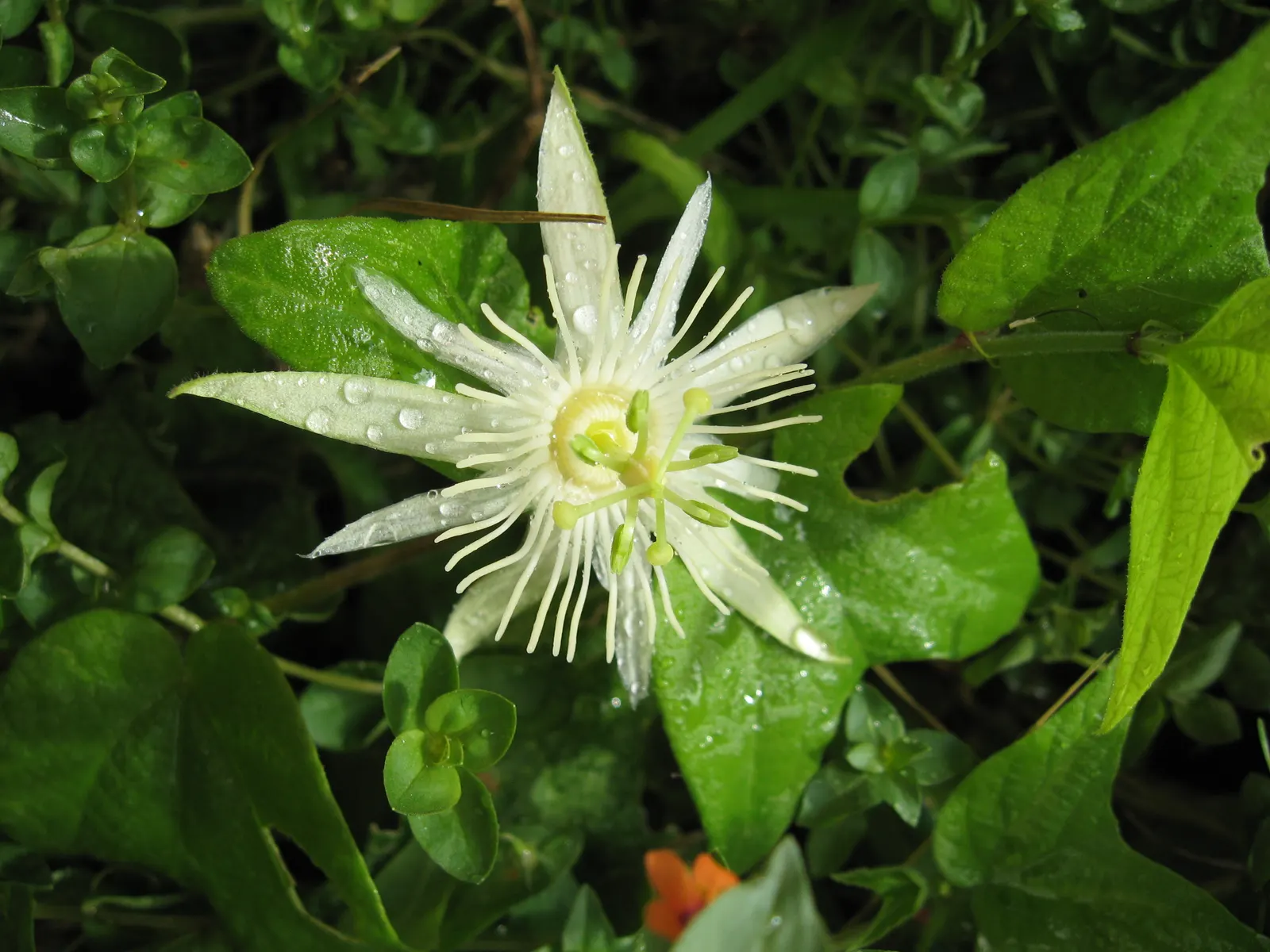 Passion Flower (Passiflora Membranacea) — and attracts pollinators such as butterflies and hummingbirds; is a captivating vine that introduces an, image 74