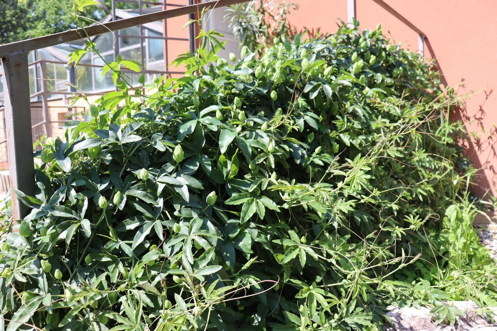 Passion Flower (Passiflora Membranacea) — is a captivating vine that introduces an exotic touch to any garden; this perennial is frost-sensitive