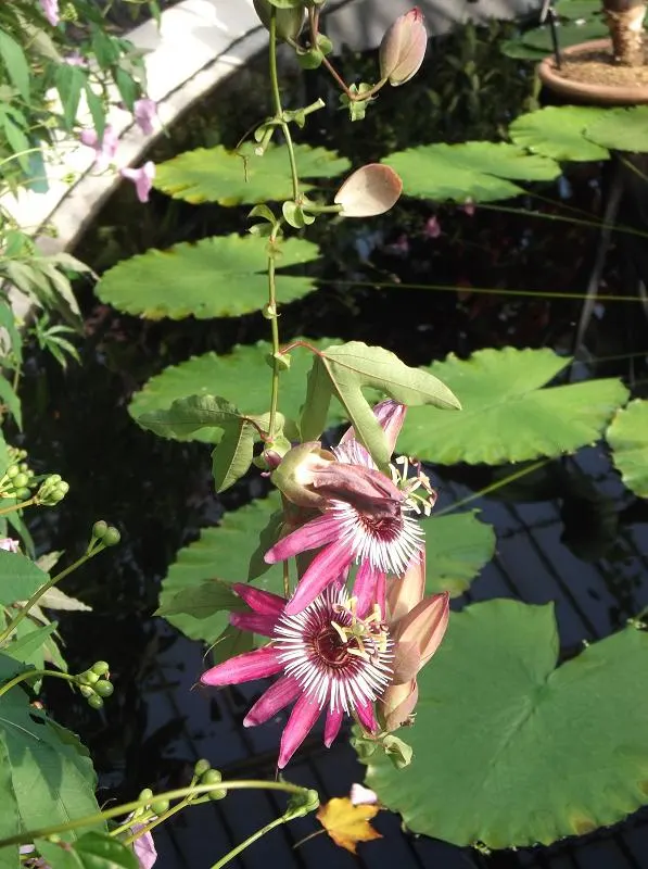 Passion Flower (Passiflora Membranacea) — green and multi-colored and violet and yellow flowers in the garden; achieving a spread of up to 6 feet wide and