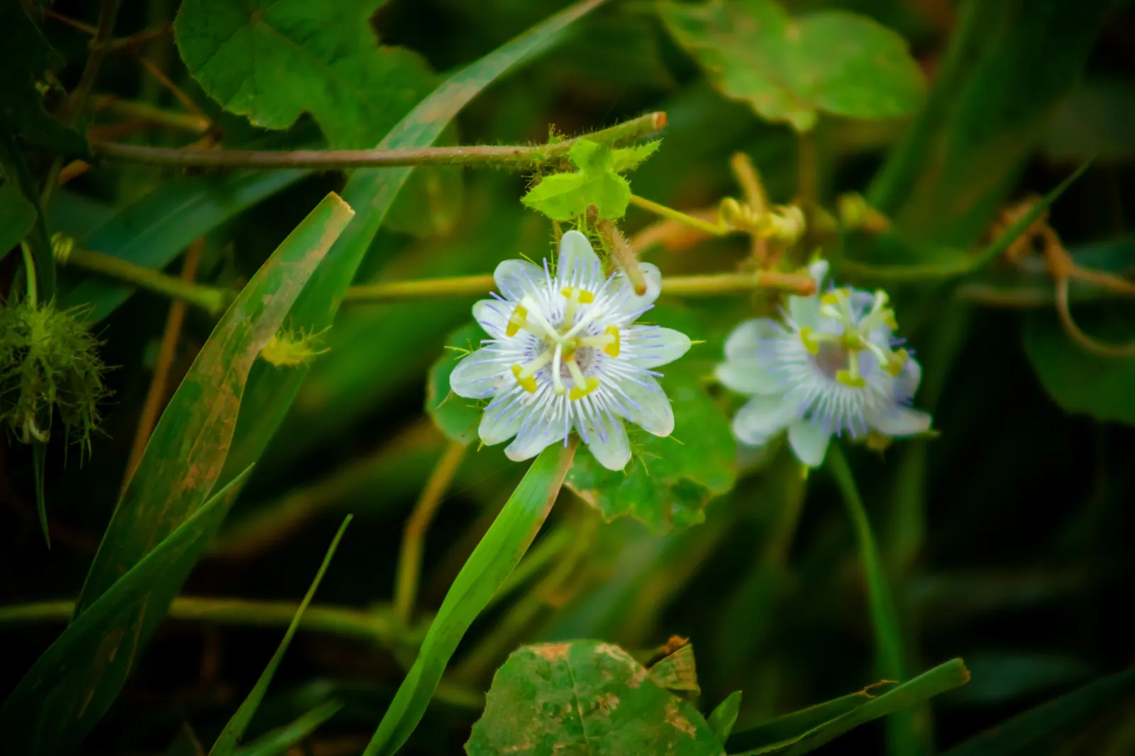 Passion Flower (Passiflora Membranacea) — a design that's often associated with the crucifixion of Christ; vine for full, image 79