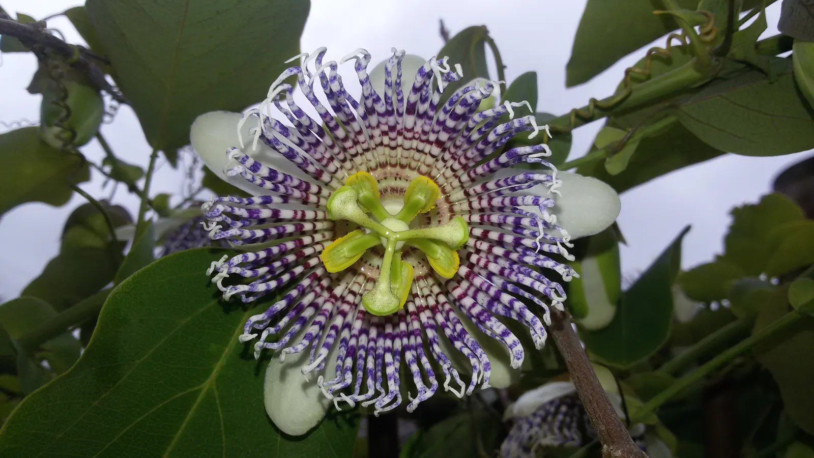 Passion Flower (Passiflora Membranacea) — is a lively climber with exquisitely complex flowers; this vigorous climber can quickly cover trellises, image 46