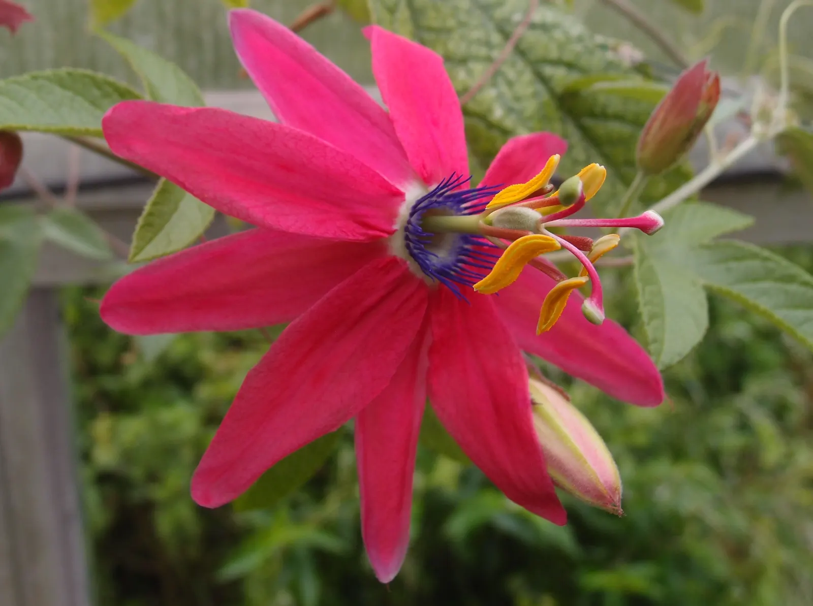 Passion Flower (Passiflora Membranacea) — this vigorous climber can quickly cover trellises; and attracts pollinators such as butterflies and, image 99