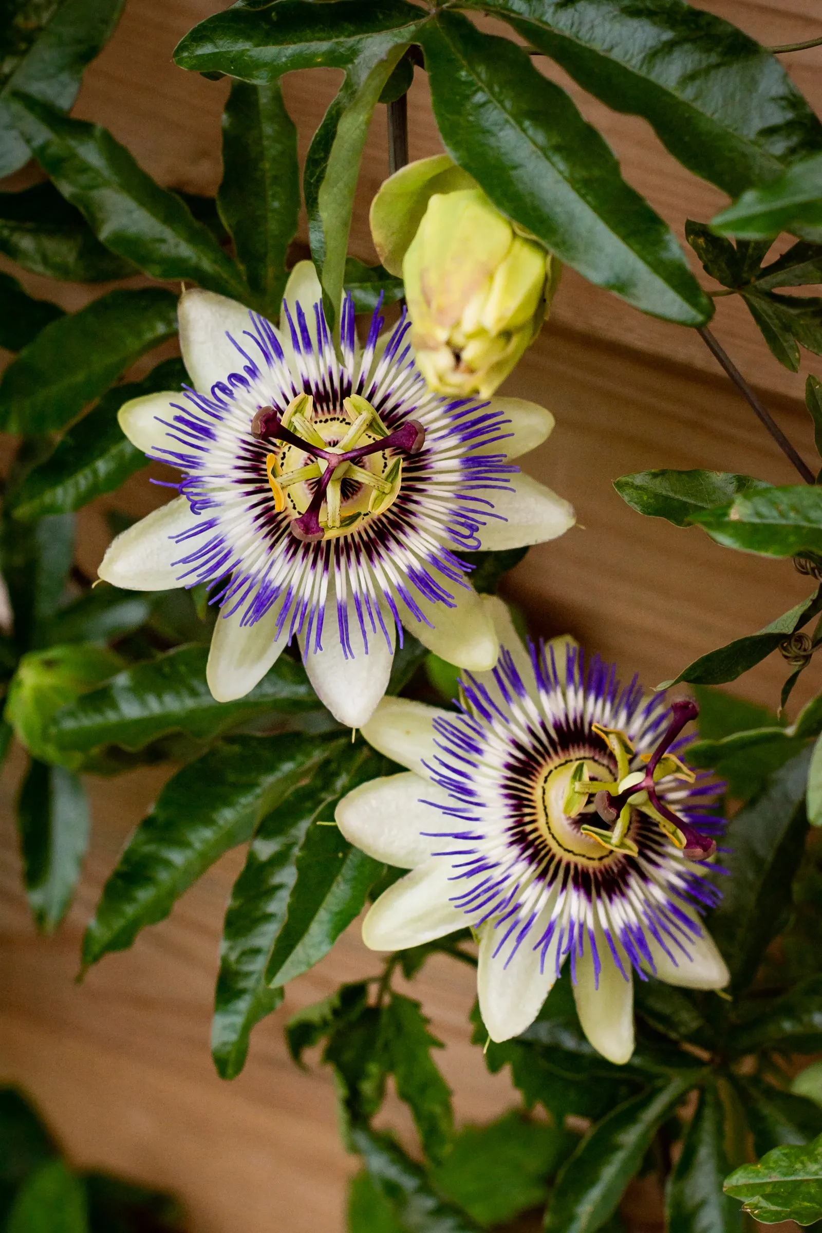 Passion Flower (Passiflora Membranacea) — It prefers well-drained soil; pruning in early spring can help maintain its shape and promote more, image 50