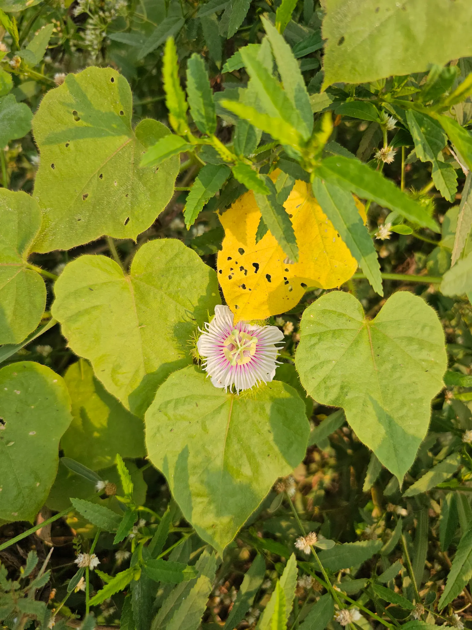 Passion Flower (Passiflora Membranacea) — the Passion Flower will be a spectacular and engaging centerpiece in any landscape design; green and, image 85