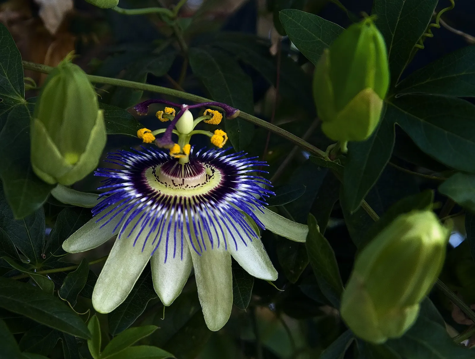 Passion Flower (Passiflora Membranacea) — vine for full; the Passion Flower will be a spectacular and engaging centerpiece in any landscape design, image 66